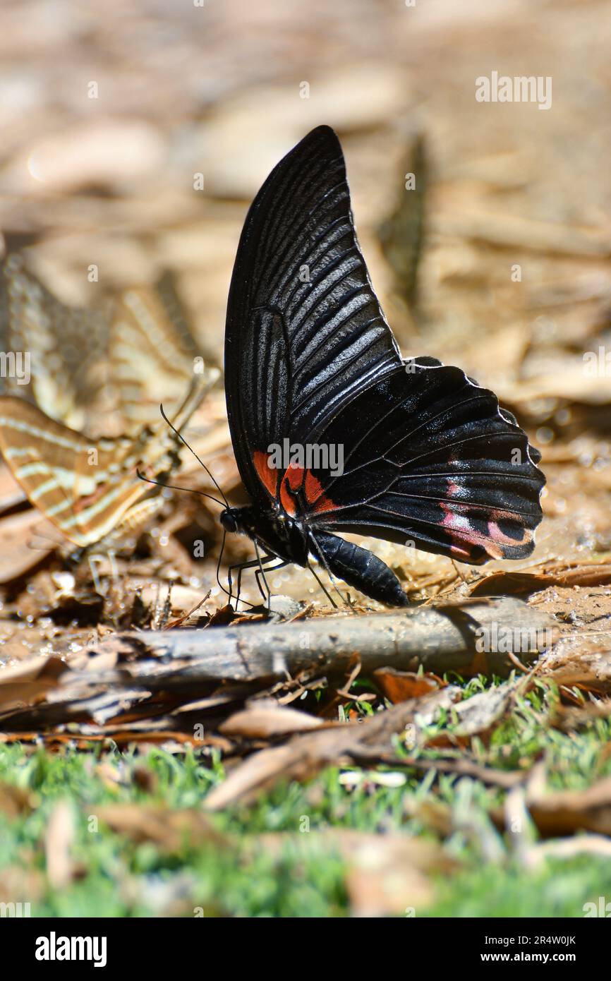 Papillon au parc national de Kaeng Krachan, Thaïlande. On trouve environ 300 espèces de papillons dans le parc de mars à juin chaque année. Banque D'Images