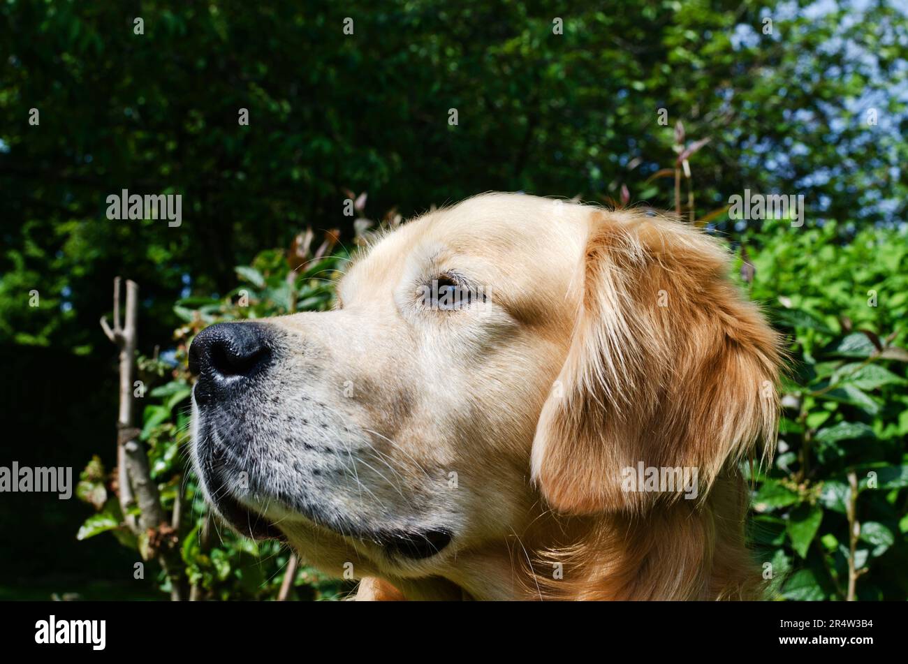 Golden Retriever chien profitant du soleil du printemps dans un jardin de campagne au Royaume-Uni Banque D'Images