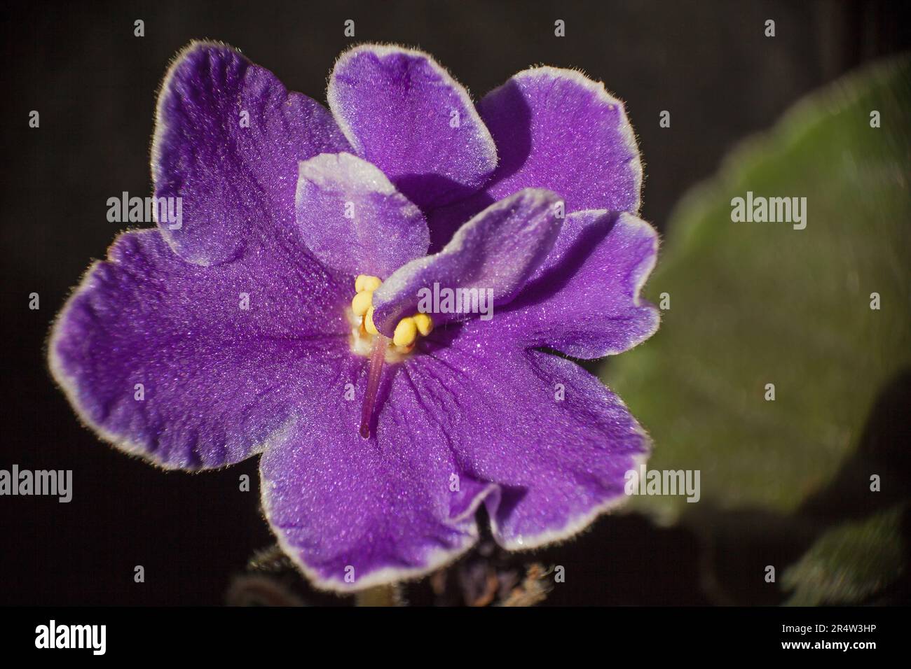 Saintpaulia violet africain 14464 Banque D'Images