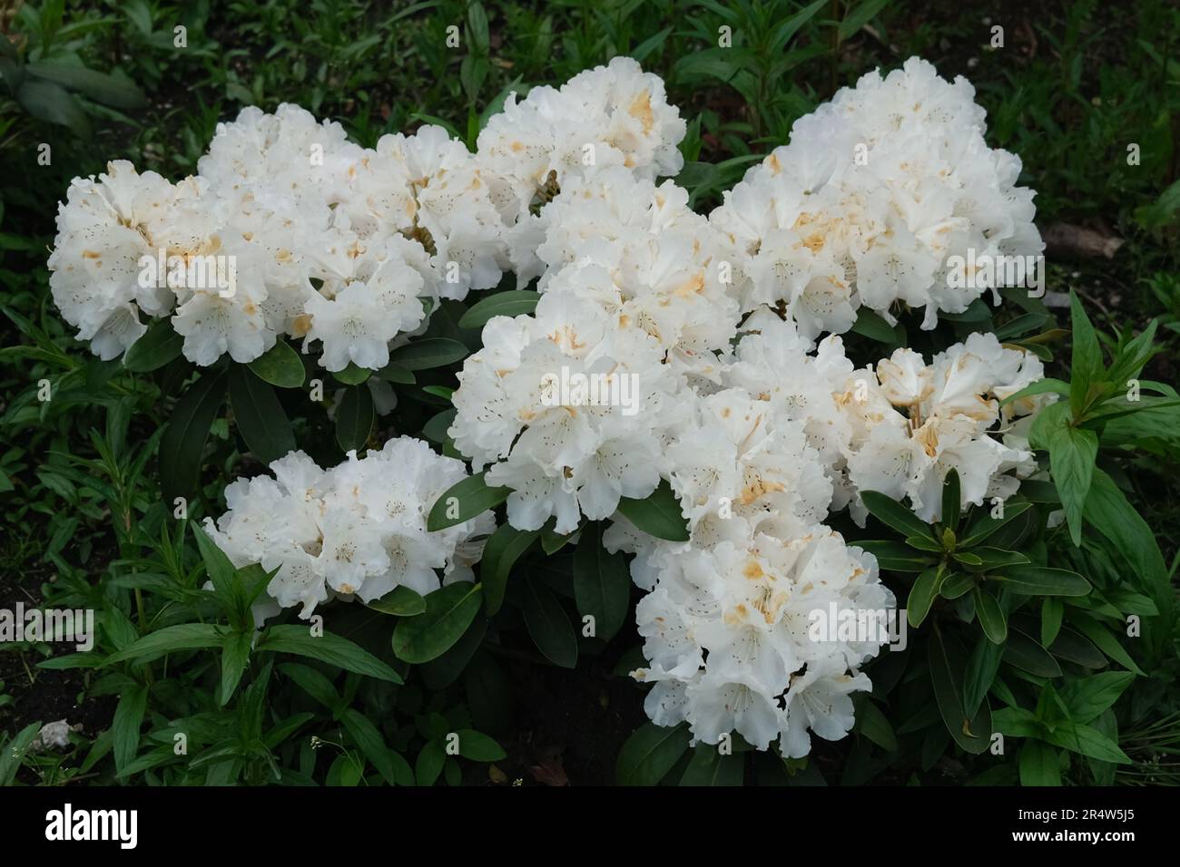 Une profusion de fleurs blanches sur un magnifique buisson de Rhododendron à Kenwood, banlieue Hampstead Garden, mai 2023 Banque D'Images