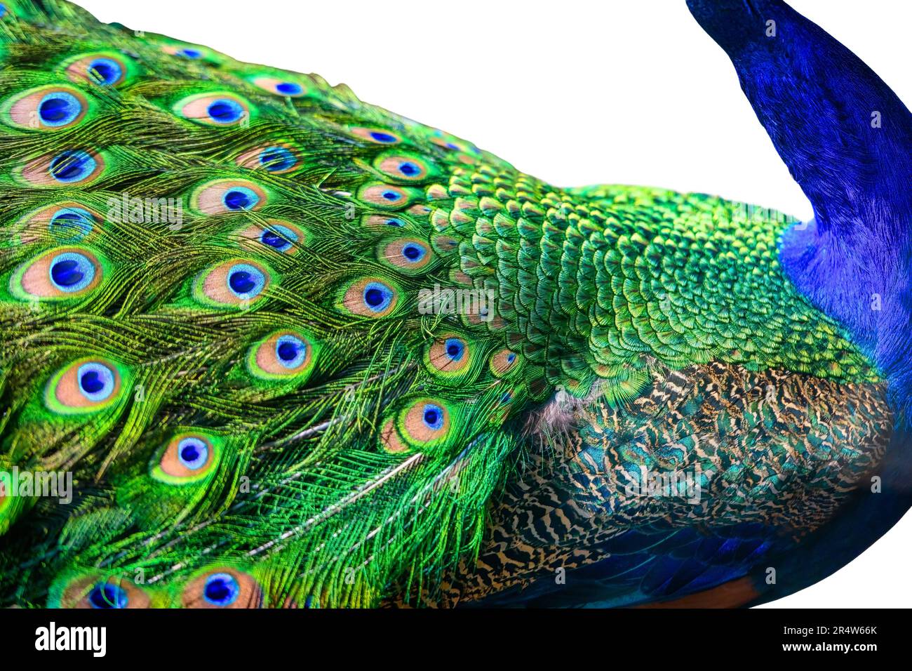 Gros plan sur les plumes de paon ou de paon Banque D'Images