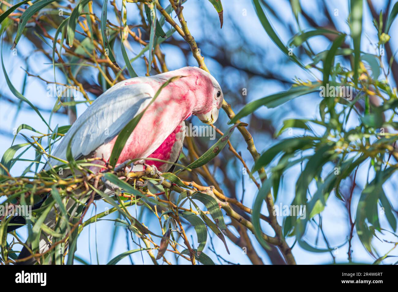 Galah (Rose-Breasted) Cockatoo dans un arbre de gomme Banque D'Images