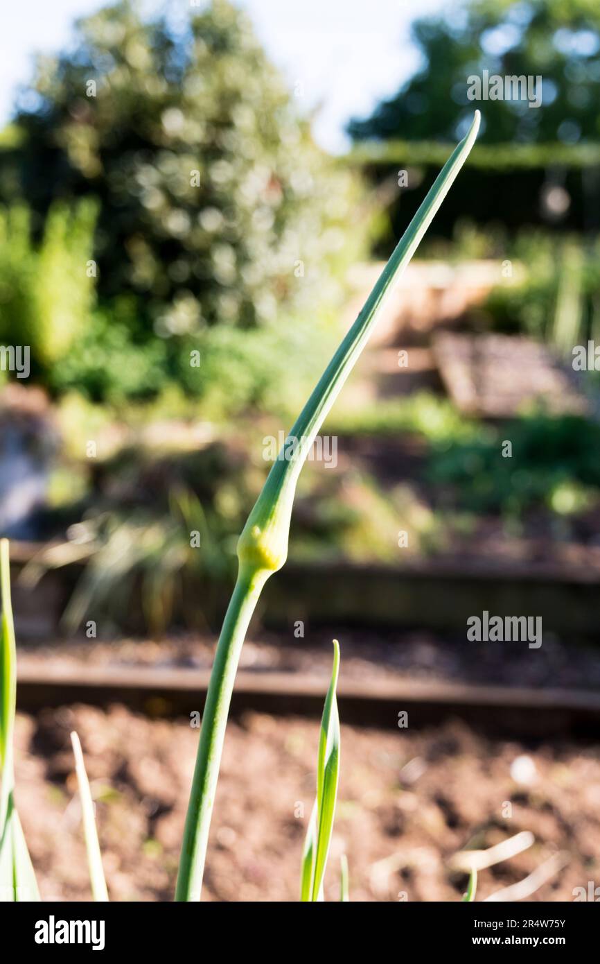 Un leek 'Musselburgh' qui a été autorisé à aller à la semence pour la récolte et la plantation dans les années à venir. Banque D'Images