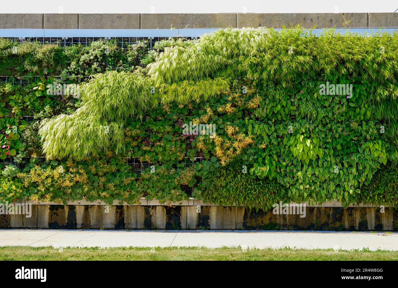 Mur vivant extérieur dans un climat froid sur un mur vertical d'un bâtiment. La structure haute est couverte de verdure grimpante, de plantes, de fougères et de flore. Banque D'Images