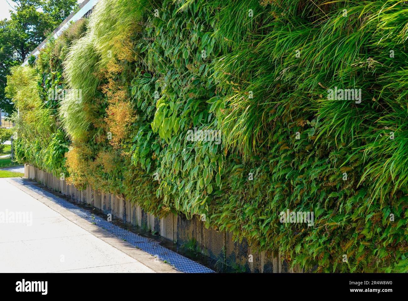 Mur vivant extérieur dans un climat froid sur un mur vertical d'un bâtiment. La structure haute est couverte de verdure grimpante, de plantes, de fougères et de flore. Banque D'Images