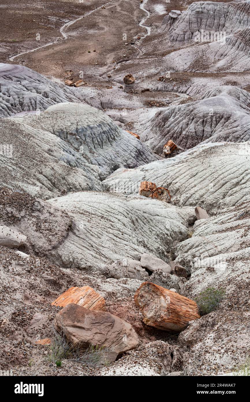 Les billes pétrifiées et les motifs d'érosion créent des bandes de texture et de couleur, Painted Desert, Petrified Forest National Park, Apache County, Arizona Banque D'Images