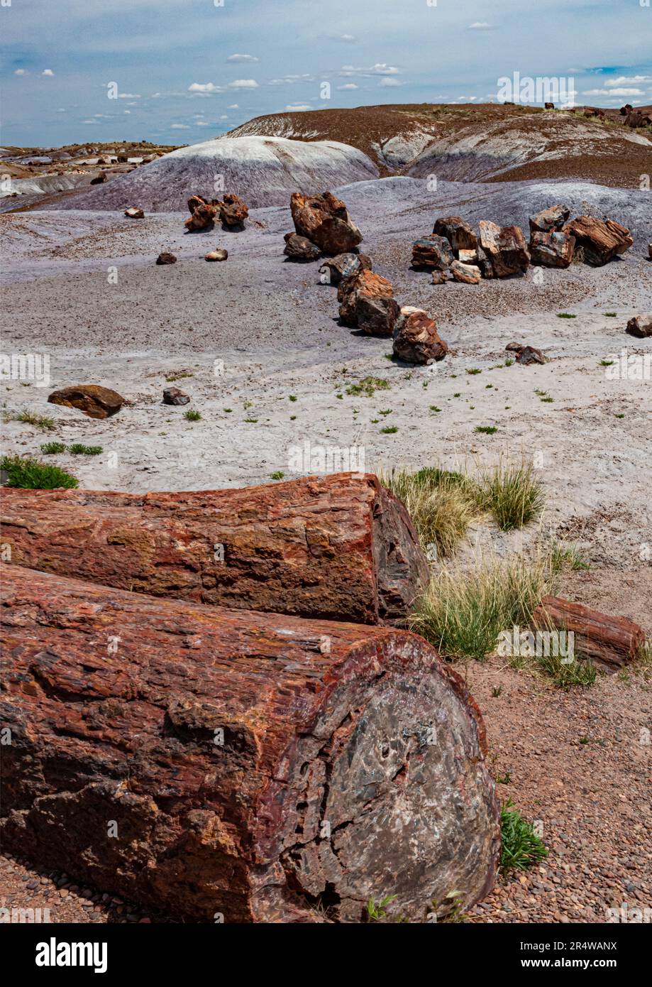 Des rondins pétrifiés ou des arbres se trouvent dispersés sur le paysage au parc national de la forêt pétrifiée, dans le comté d'Apache, en Arizona. Banque D'Images