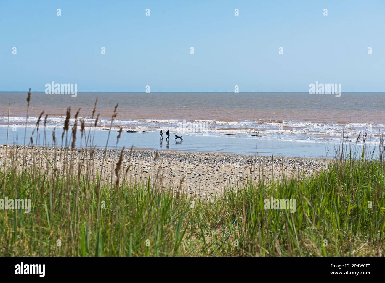 Couple chien de marche près de la pointe de la route, East Yorkshire, Angleterre Royaume-Uni Banque D'Images