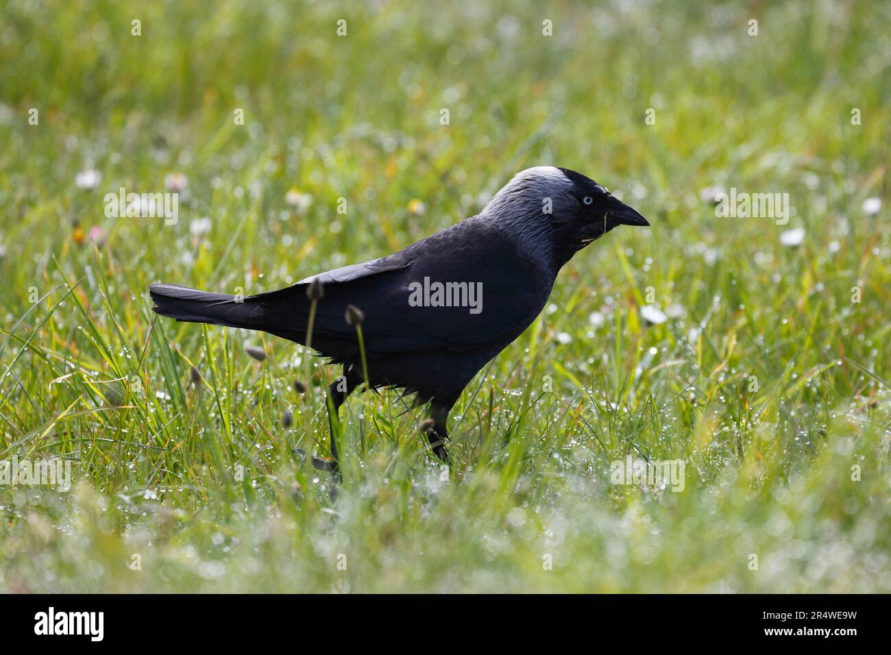 Corvus monedula Jackdaw sur l'herbe. Banque D'Images