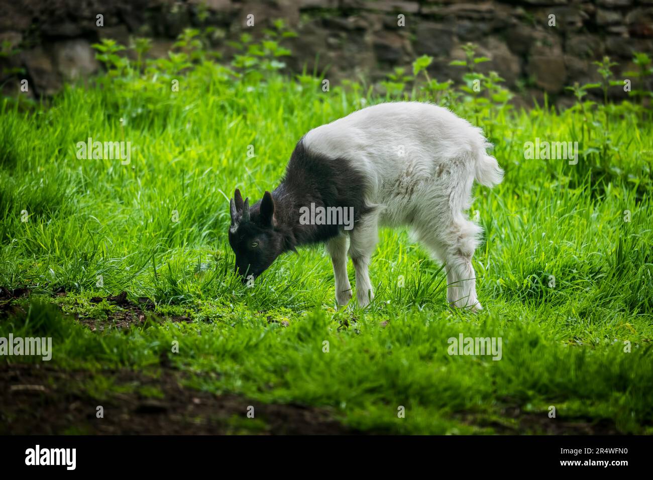 Le Goat de Bagot (Capra aegagrus hircus) qui broutage dans le pré, ancienne race rare de chèvre semi-sauvage d'Angleterre, Royaume-Uni. Banque D'Images