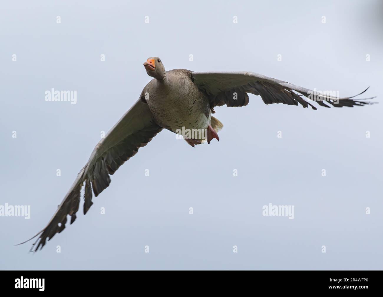 Une oie de Graylag ( Anser anser) volant vers la caméra. Les ailes s'étirent dans un ciel bleu clair . Suffolk, Royaume-Uni Banque D'Images