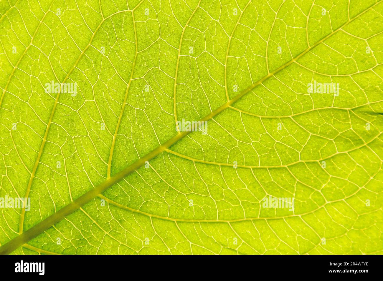 Texture sans couture de feuille verte avec structure. Macro gros plan. Texture d'arrière-plan. Banque D'Images