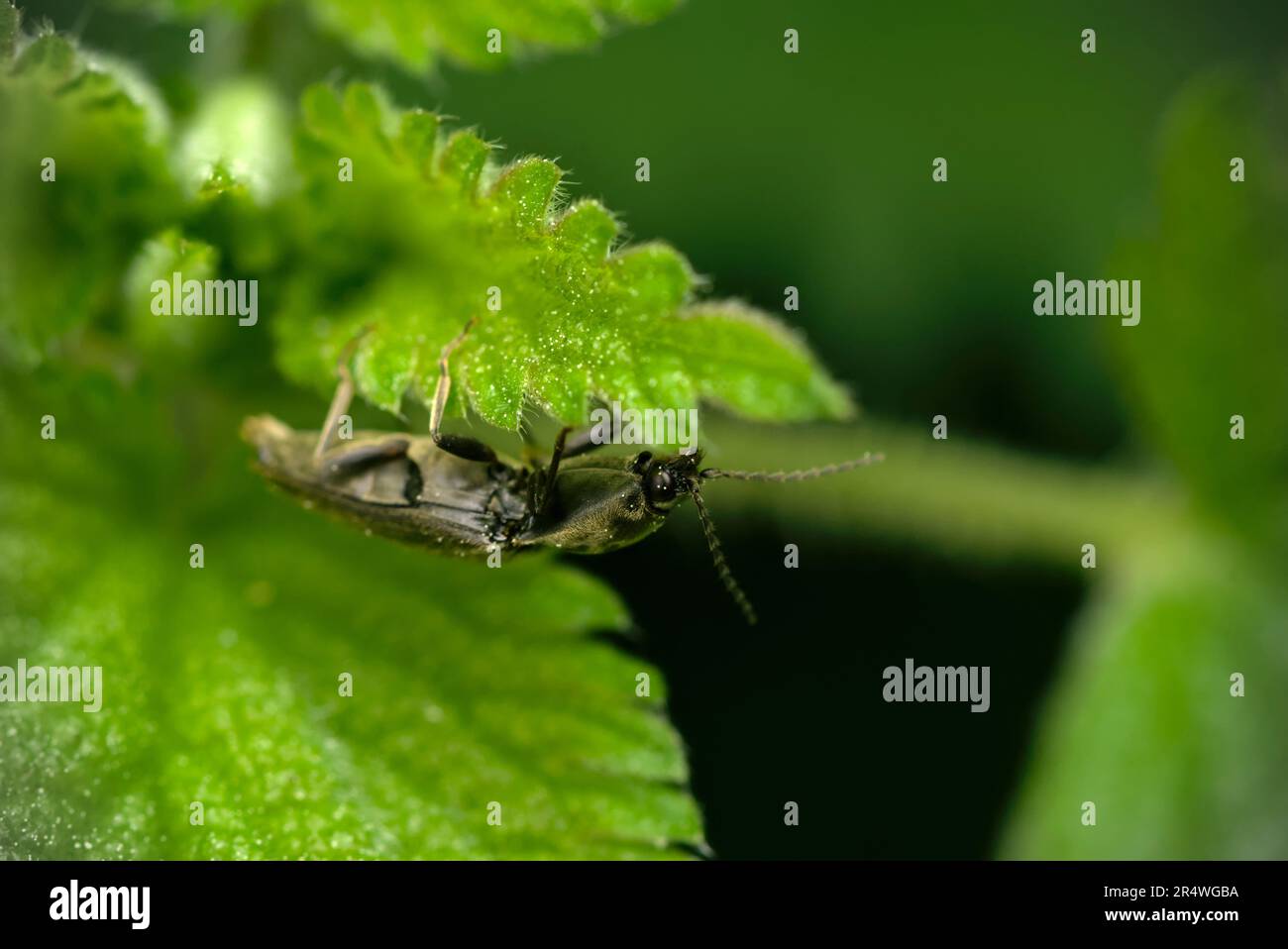 Cliquez une fois sur Beetle (Elateridae) sur une feuille d'ortie (Urtica sp.) Macrophotographie, insectes, biodiversité, coléoptère Banque D'Images