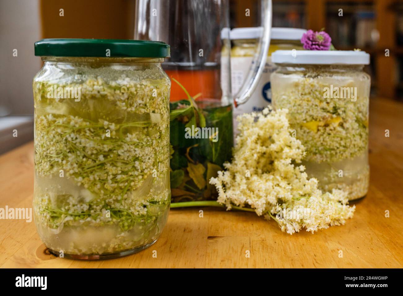 Préparation de sirop de fleur plus ancienne, macération de fleur en bouteilles sur la table. Banque D'Images