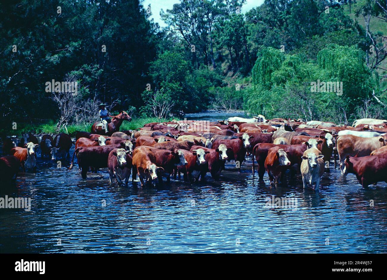 Australie. Élevage. Troupeau de bovins d'Hereford en cours d'eau avec pilote à cheval. Banque D'Images