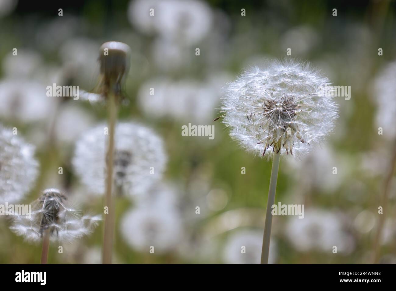 Pissenlit fluff sur un pissenlit fade, prêt à être soufflé par le vent, photo faite en Allemagne Banque D'Images