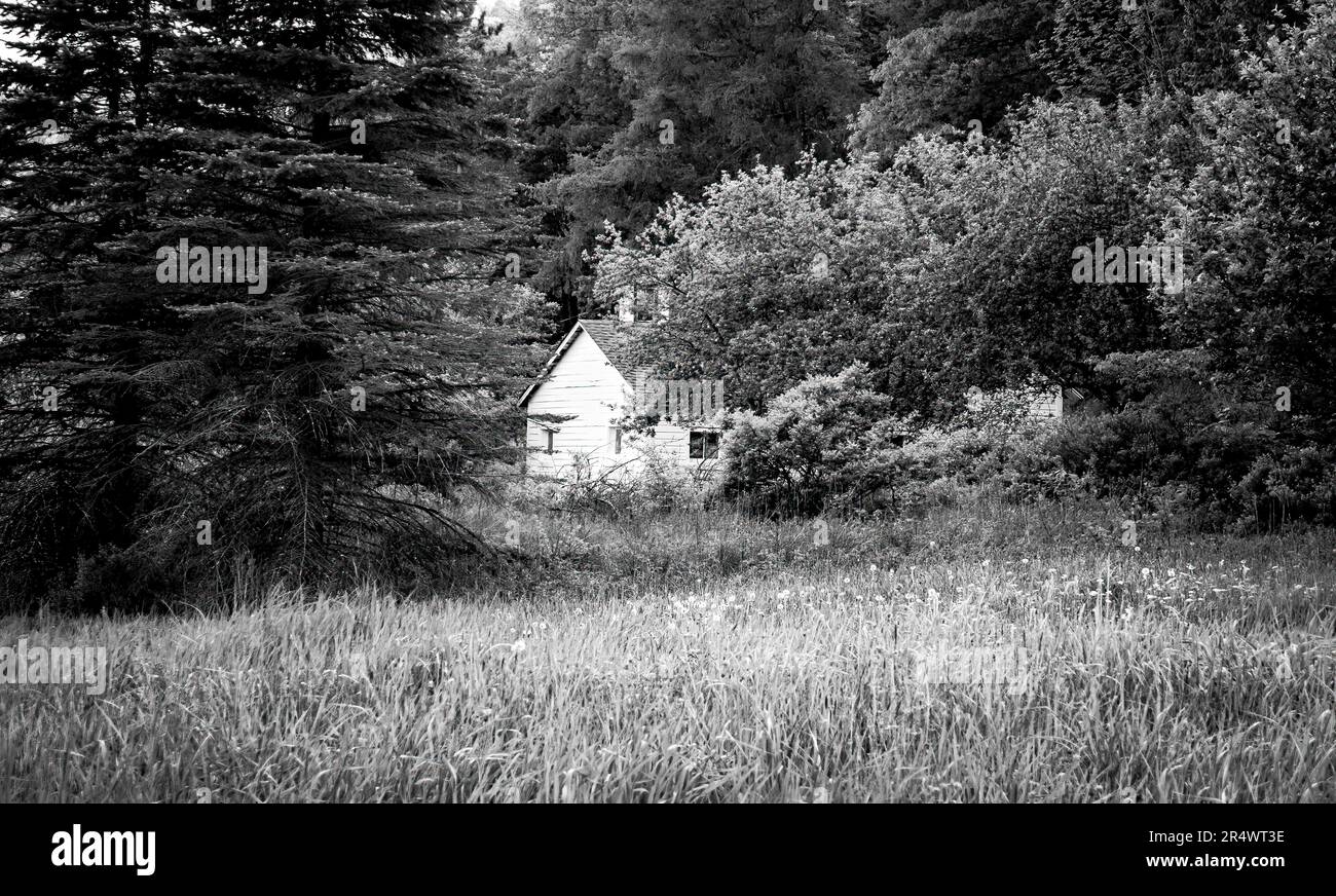 Petite maison blanche à la campagne, entourée d'herbe de prairie, de fleurs sauvages et d'arbres. Noir et blanc, détail élevé, aspect vintage granuleux. Catskills REGI Banque D'Images