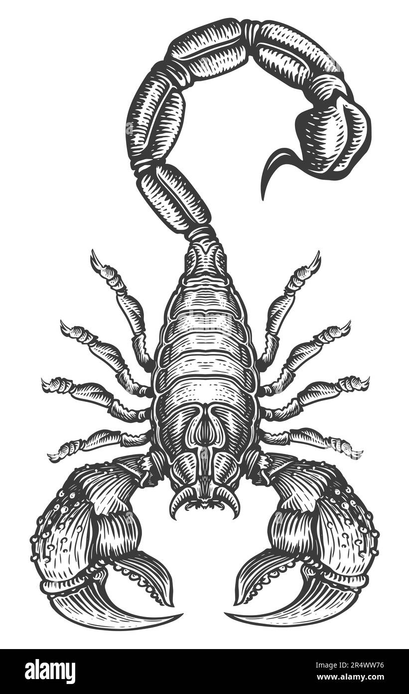 Scorpion isolé sur fond blanc. Tatouage d'illustration esquissé Banque D'Images