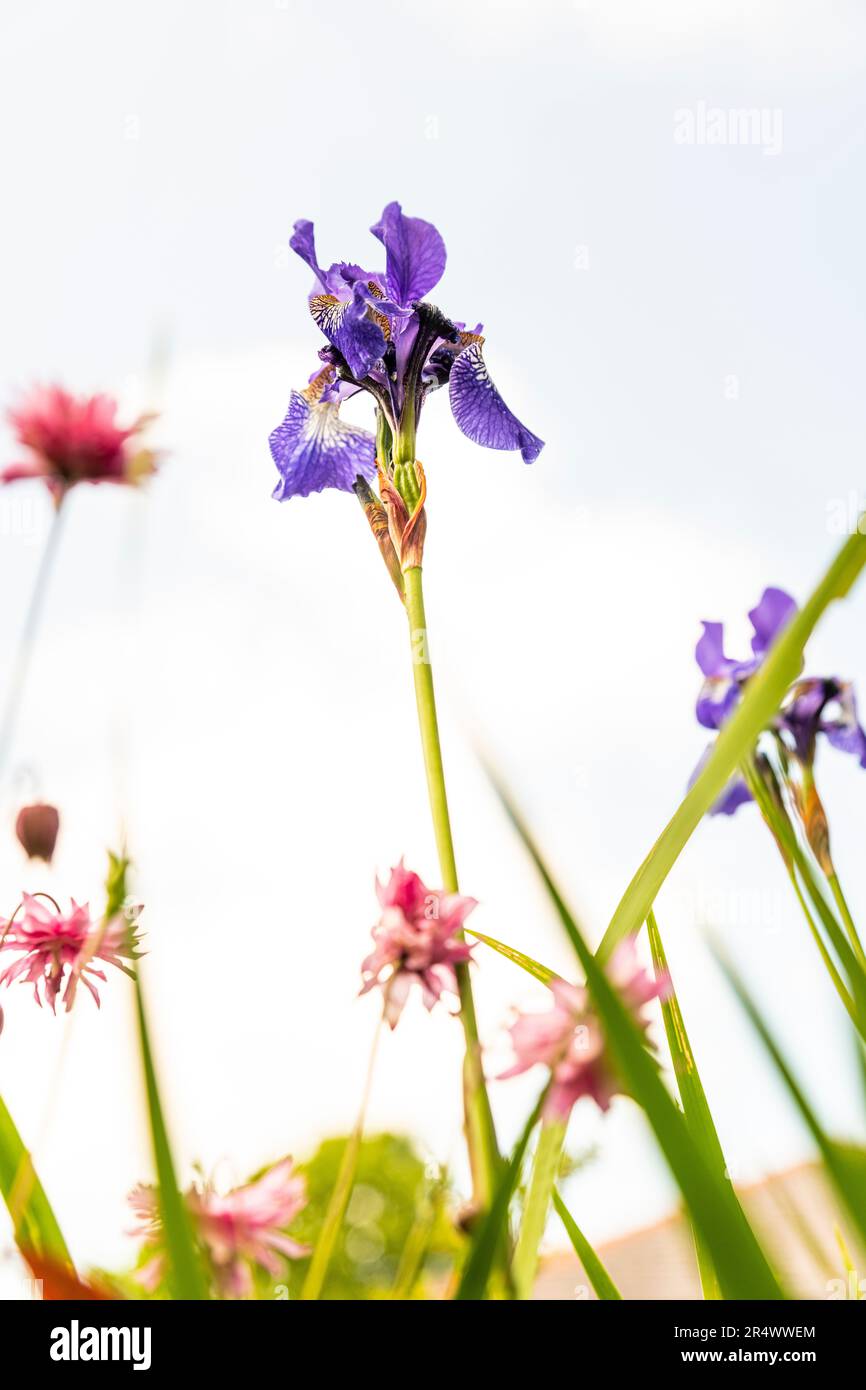 Iris sibirica 'Ceasar's brother' - violet Iris des marais Banque D'Images