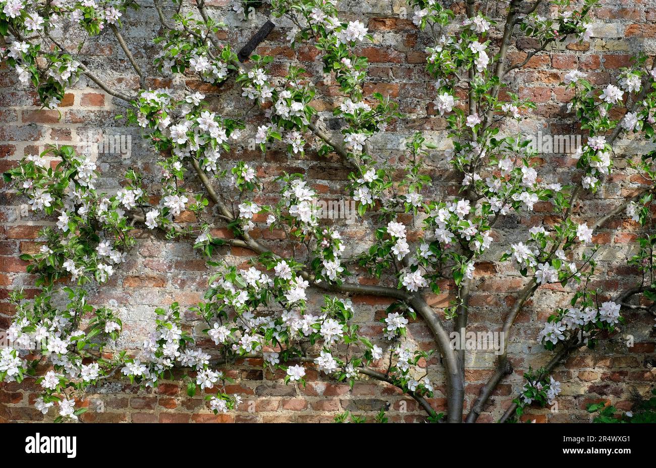 pomme pippin orange de cox dans un jardin clos, norfolk, angleterre Banque D'Images