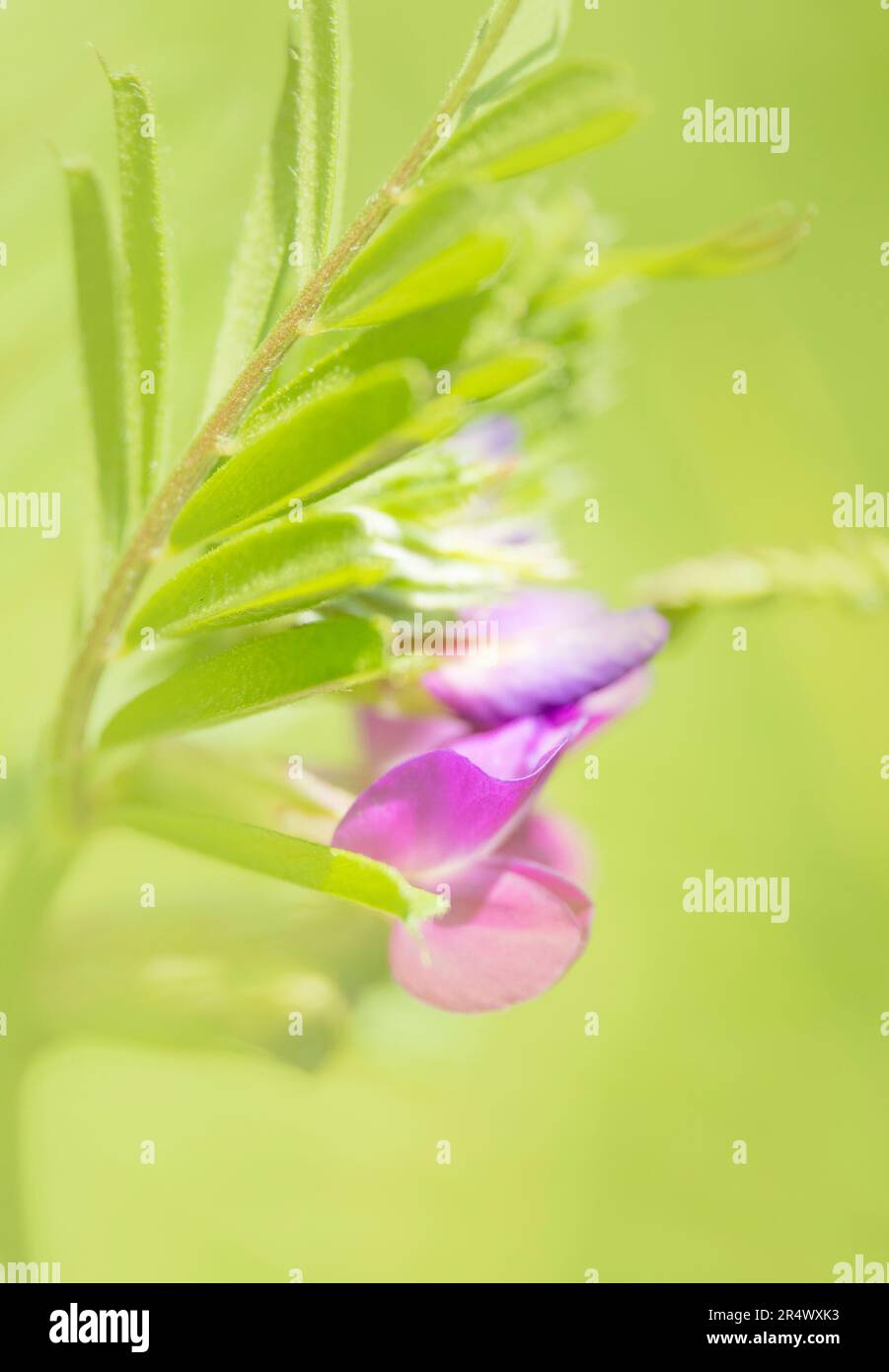 Une image éthérée et douce d'une gravure commune (Vicia sativa) Banque D'Images