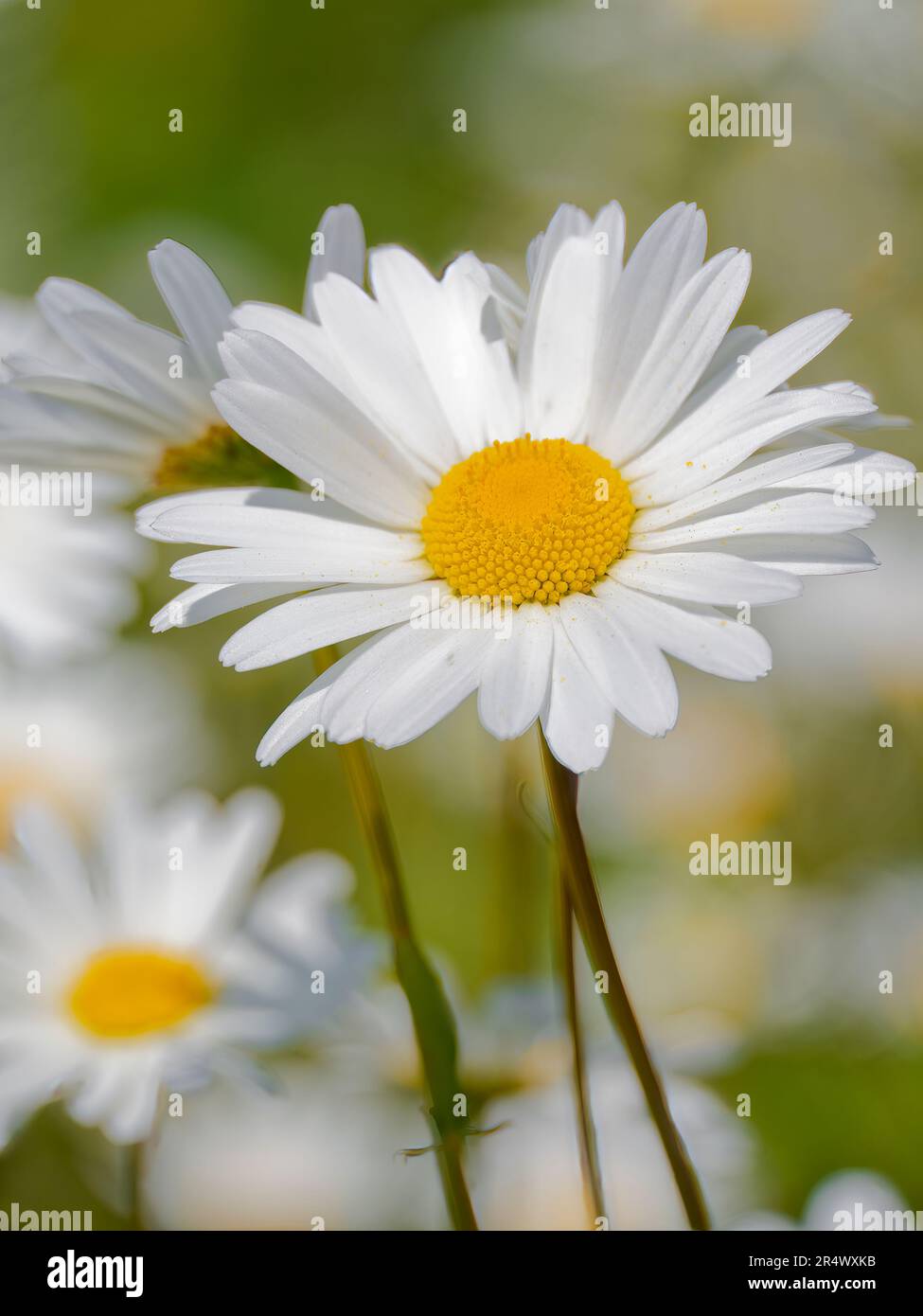 Une Marguerite solitaire d'Oxeye, (Leucanthemum vulgare), photographiée contre une masse d'autres fleurs d'Oxeye Banque D'Images