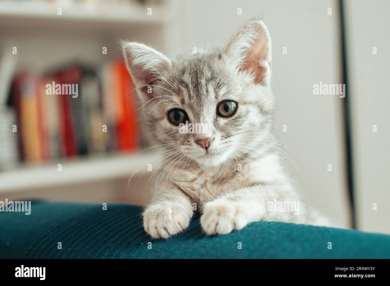 Curieux chiot de chat Banque D'Images