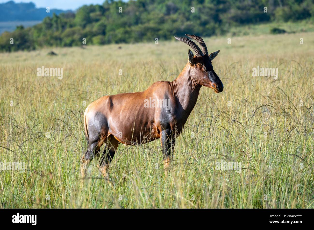 A Topi (Damaliscus lunatus jimela) debout dans la haute herbe. Parc national de Maasai Mara, Kenya, Afrique. Banque D'Images