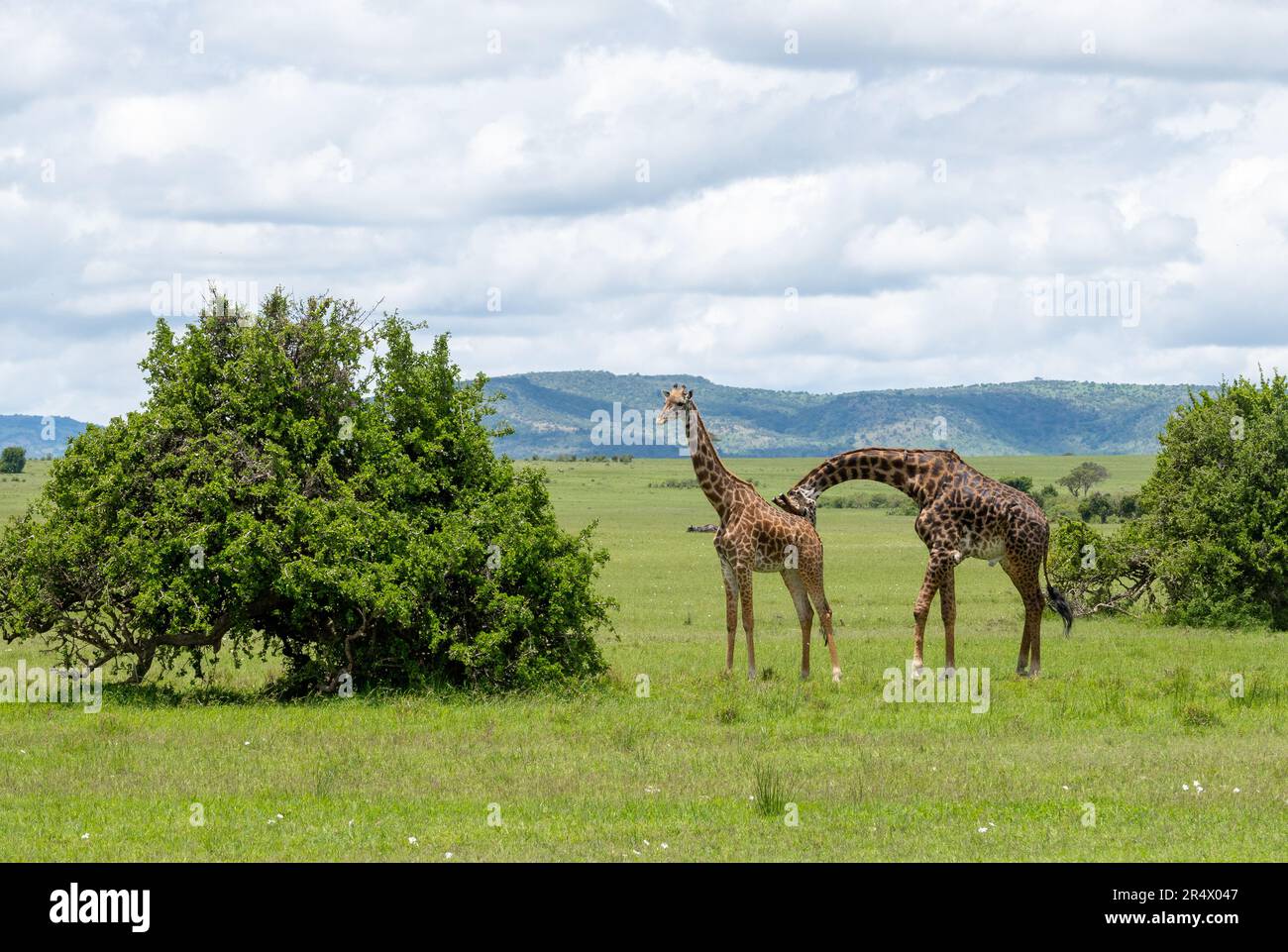 Un mâle Giraffe (Giraffa camelopardalis) à la poursuite d'une femelle. Parc national de Maasai Mara, Kenya, Afrique. Banque D'Images