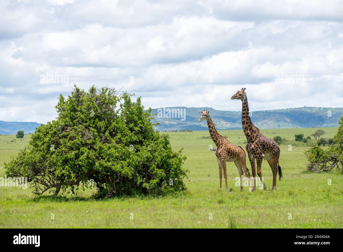 Un mâle Giraffe (Giraffa camelopardalis) à la poursuite d'une femelle. Parc national de Maasai Mara, Kenya, Afrique. Banque D'Images