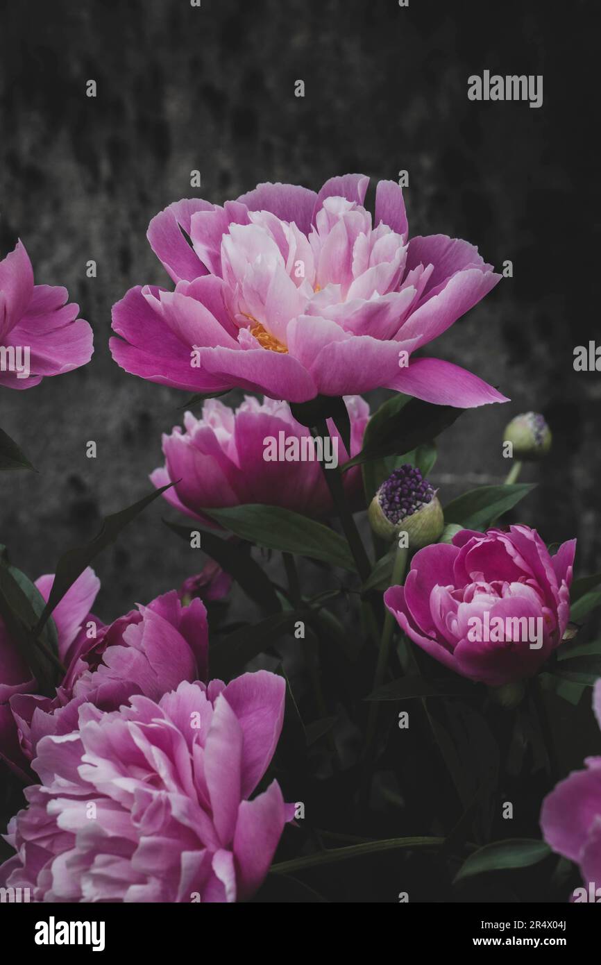 Blühende rose-rosa farbène Pfingstrose vor dunkler moosbewachsener Mauer im Garten Banque D'Images