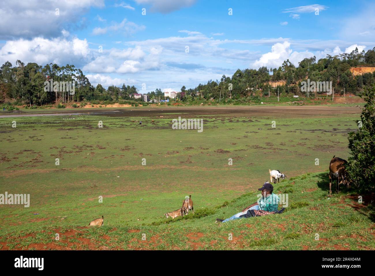 Un shepard observant les chèvres paître dans la banlieue de Nairobi. Kenya, Afrique. Banque D'Images