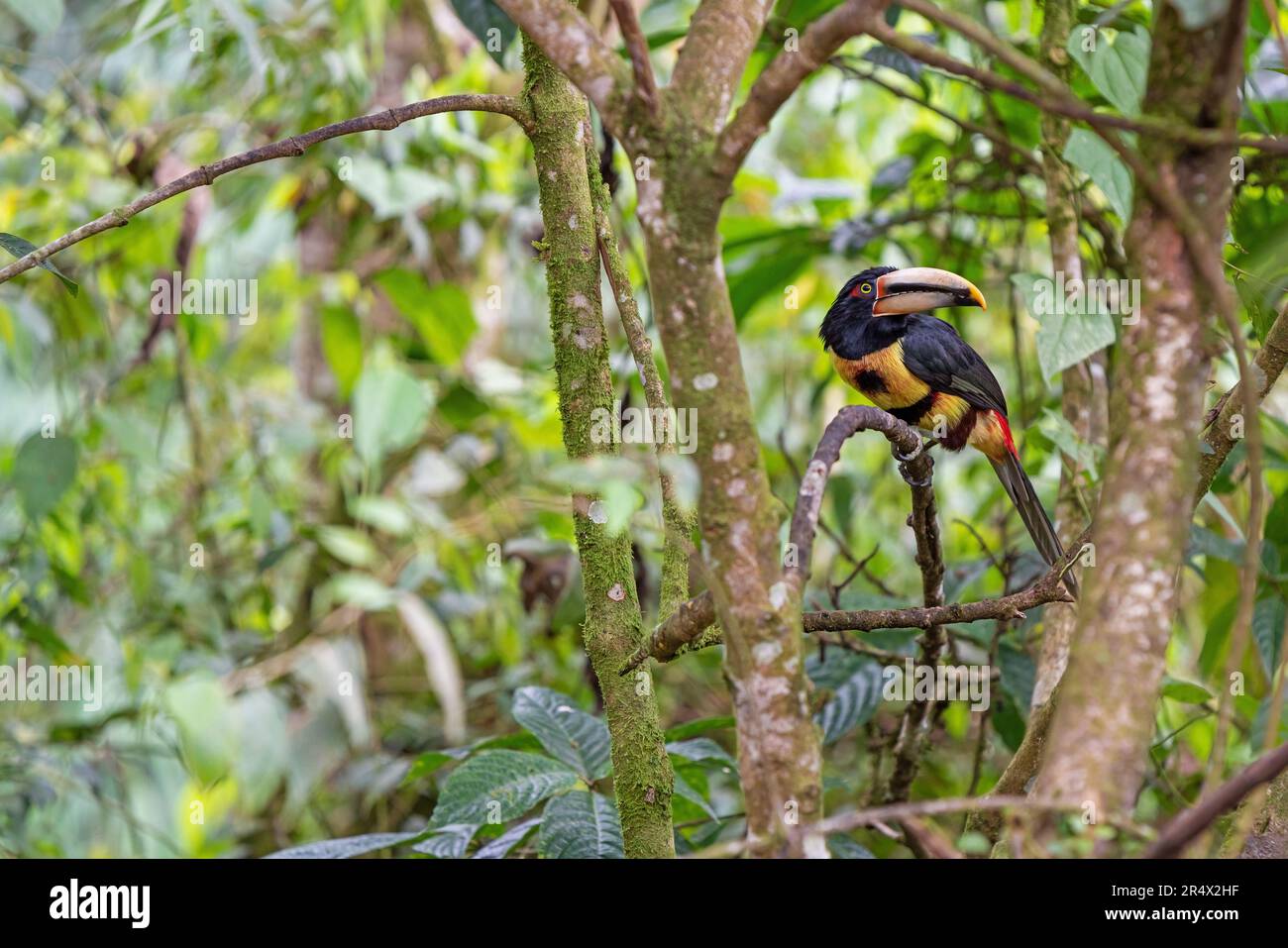 Aracari à bec pâle ou Aracari à bec grêle (Pteroglossus erythropygius), Forêt nuageuse de Mindo, Équateur. Banque D'Images