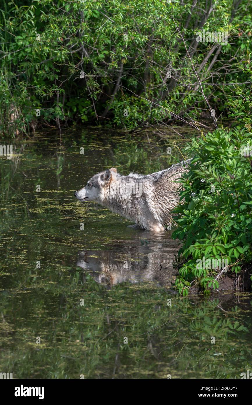 Le loup gris (Canis lupus) les mâchoires avant dans l'eau reflétées l'été Banque D'Images