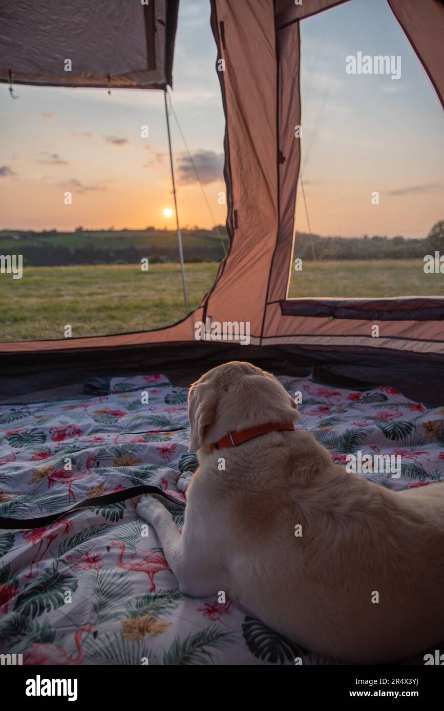 Purebreed labrador retriever couché dans une tente au camping au coucher du soleil Banque D'Images