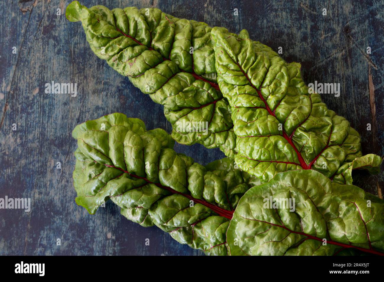 Des feuilles de bettes suisses fraîchement cueillies et biologiques sur fond sombre. Banque D'Images