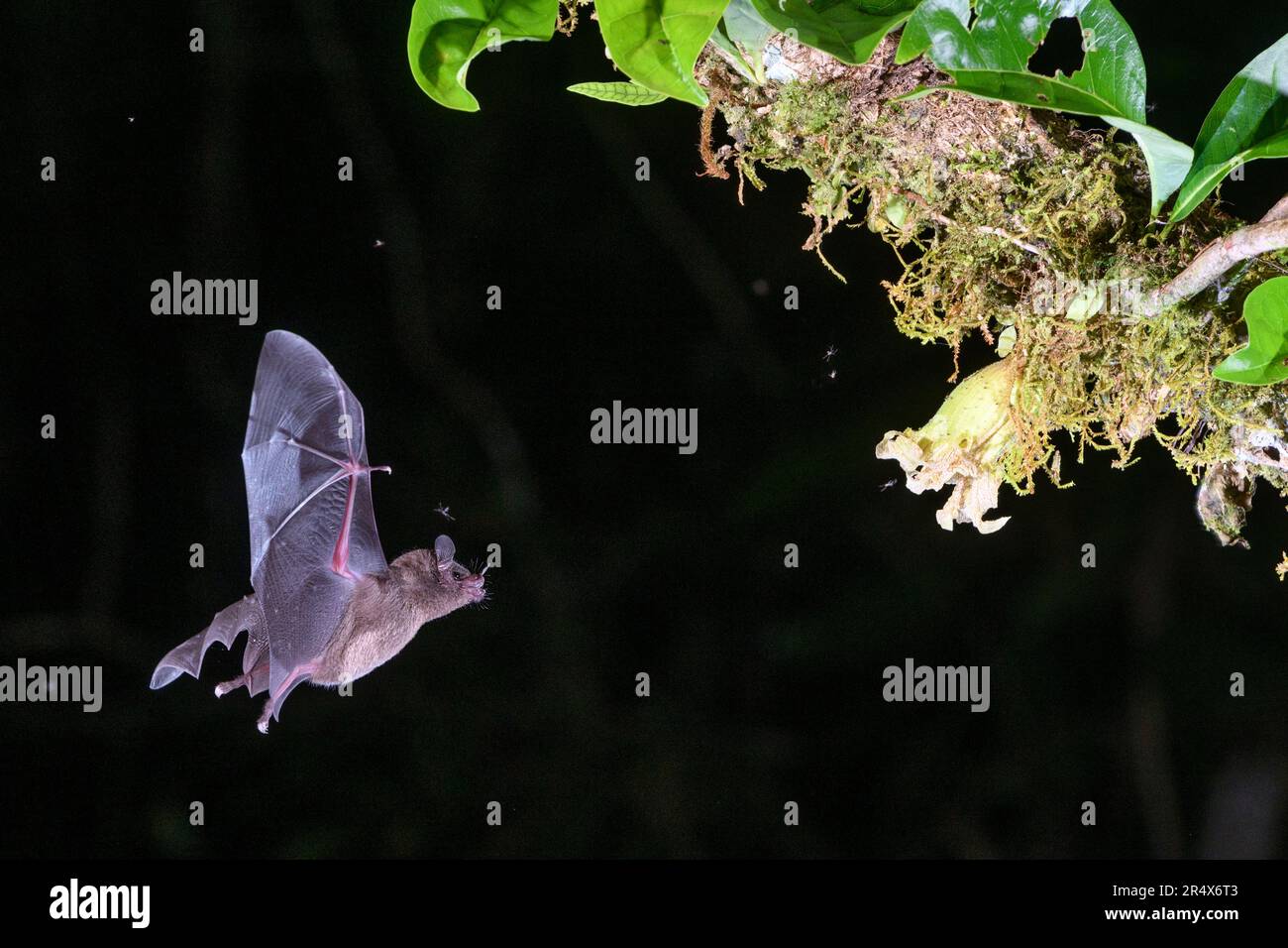 La chauve-souris à longues tonalités de Pallas (Glossaga soricina) approche d'une fleur pour se nourrir sur le nectar pendant la nuit à Boca Tapada, au Costa Rica. Banque D'Images