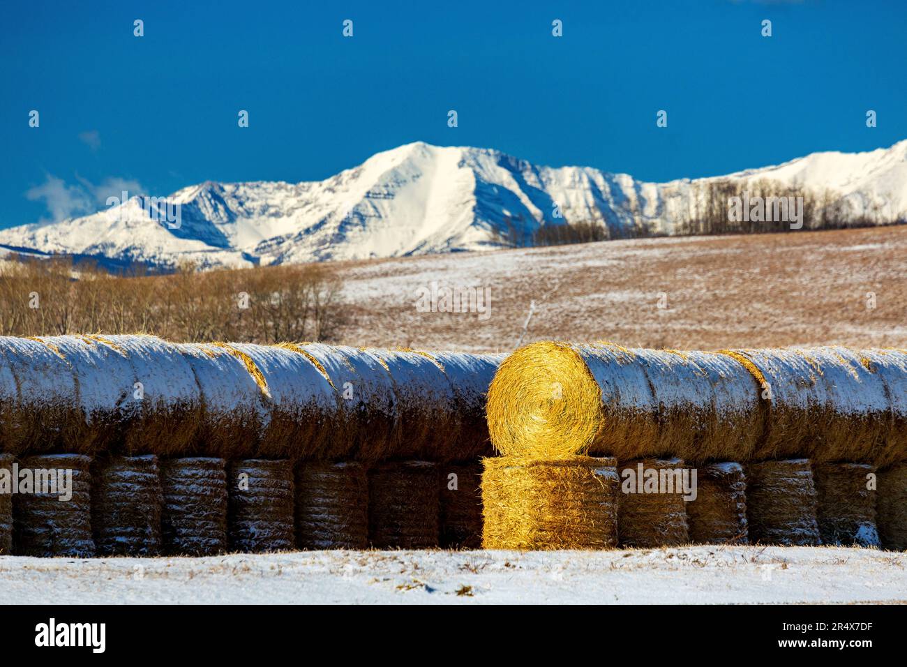 Des rangées de grandes neiges couvraient des balles de foin circulaires dans un champ couvert de neige avec une chaîne montagneuse couverte de neige en arrière-plan avec un ciel bleu Banque D'Images