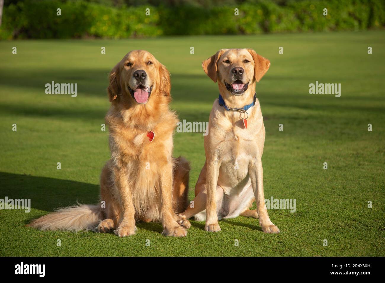 Portrait de deux beaux chiens (Canis lupus familiaris) assis sur une pelouse herbeuse, un Yellow Labrador Retriever et un Golden Retriever Banque D'Images