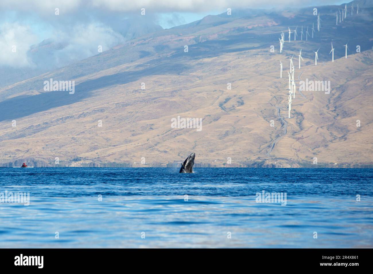 Bébé baleine à bosse (Megaptera Novaeangliae) sortant de l'océan Pacifique avec des éoliennes sur les montagnes le long de la rive de l'île... Banque D'Images