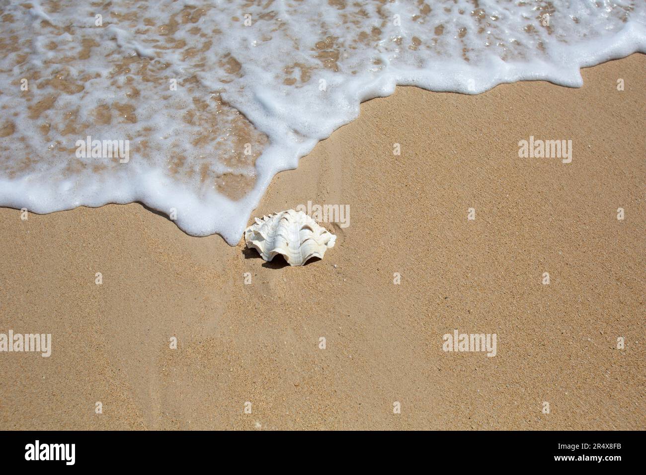 Coquille blanche, coquille Saint-Jacques sur la plage de sable à côté de la mousse, surf de l'océan ; Maui, Hawaï, États-Unis d'Amérique Banque D'Images
