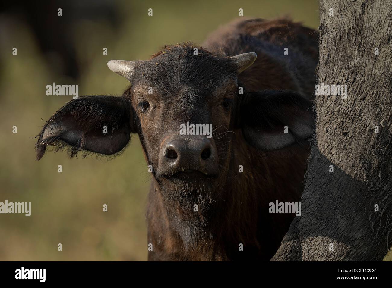 Gros plan de la caméra de surveillance du Cap Buffalo (Syncerus caffer) dans le parc national de Chobe ; Botswana Banque D'Images