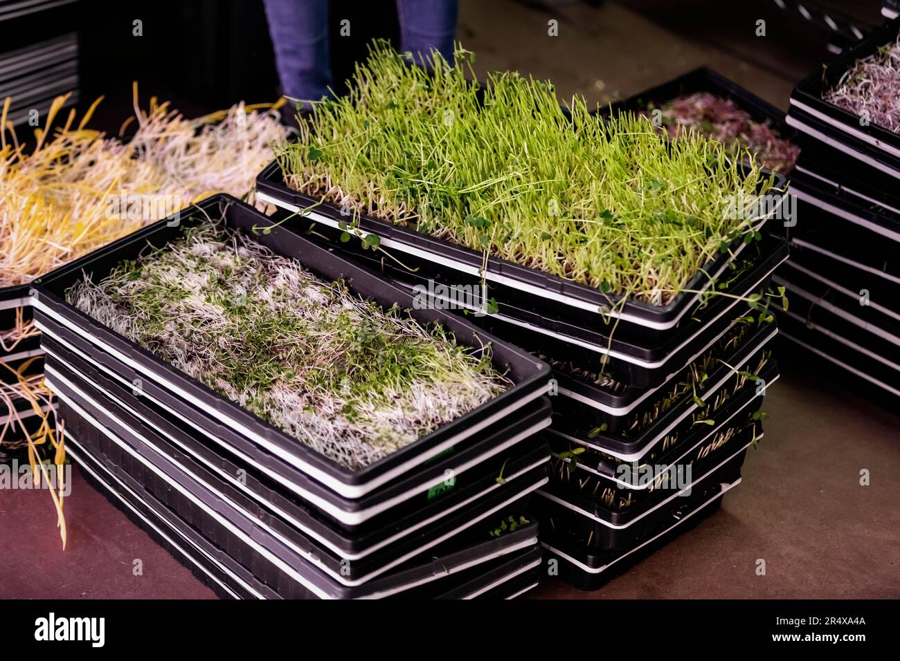 Microgreens croissant en plateaux dans une entreprise agroalimentaire; Edmonton, Alberta, Canada Banque D'Images