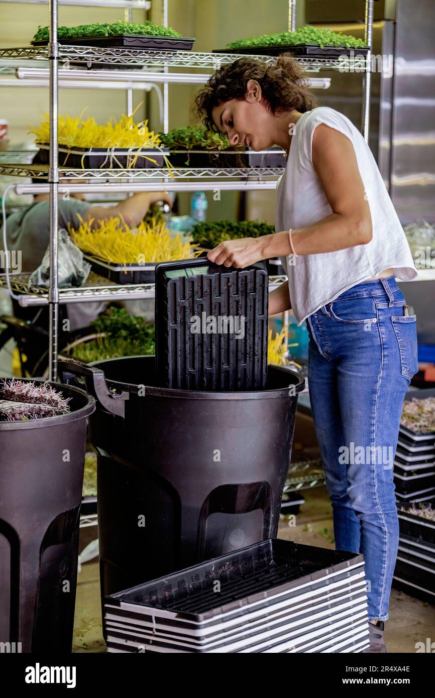 Les travailleurs qui traitent des microverts frais en culture sur plateaux dans une entreprise agroalimentaire; Edmonton, Alberta, Canada Banque D'Images