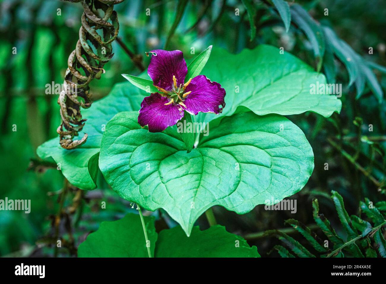 Fleur de Trillium de l'Ouest Banque D'Images
