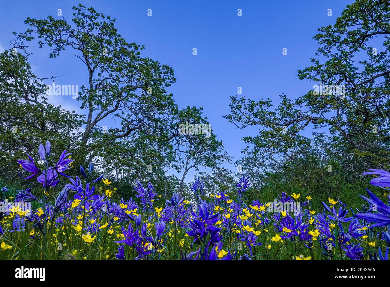 Camas Flowers, Garry Oak Meadow, Uplands Park, Oak Bay, Colombie-Britannique, Canada Banque D'Images