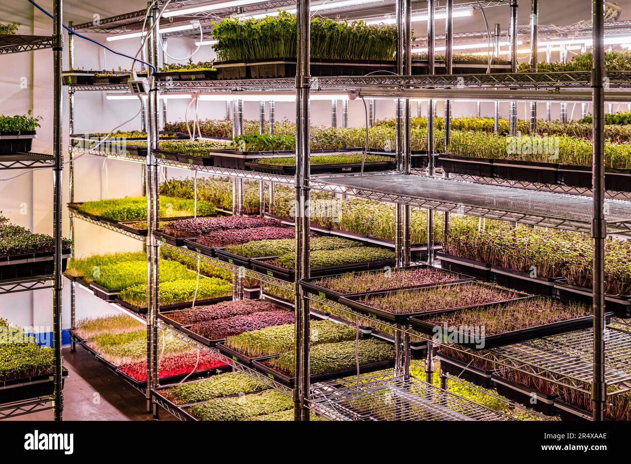 Variété de Microgreens poussant en plateaux sous éclairage; Edmonton, Alberta, Canada Banque D'Images