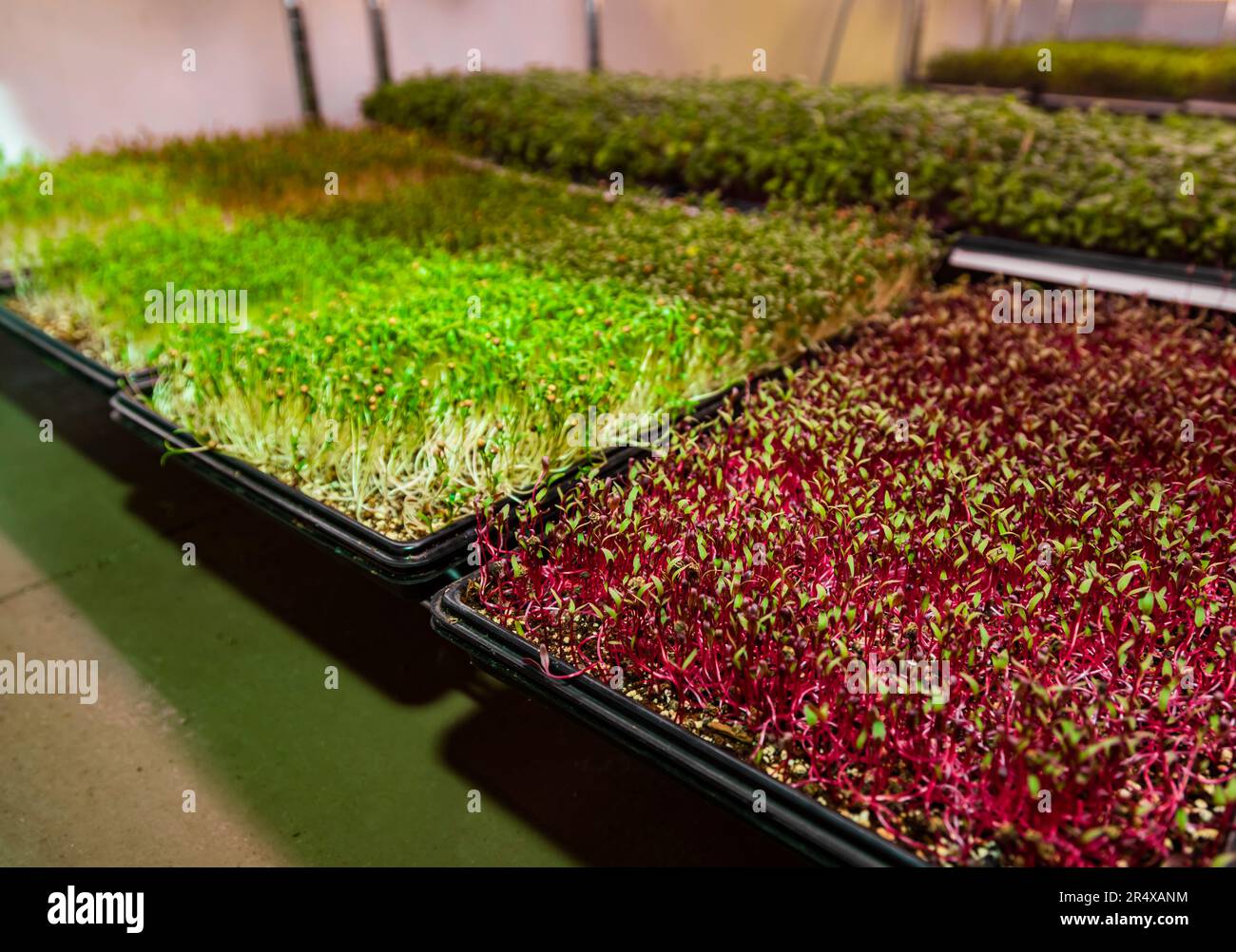 Microgreens qui poussent sous les feux d'une ferme urbaine; Edmonton, Alberta, Canada Banque D'Images