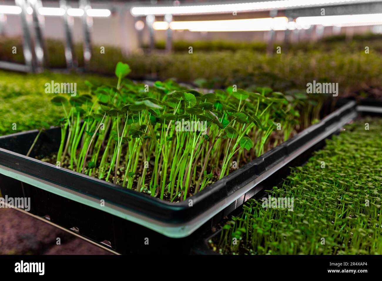 Microgreens qui poussent sous les feux d'une ferme urbaine; Edmonton, Alberta, Canada Banque D'Images