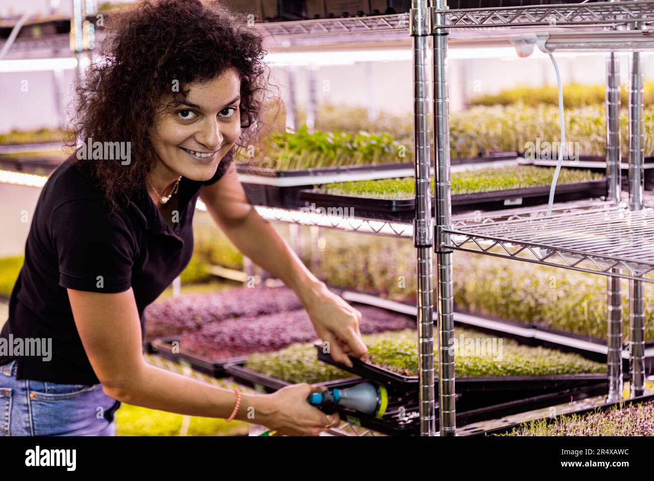 Les femmes arrosent les plateaux de microverts qui poussent dans des plateaux sous lumières; Edmonton, Alberta, Canada Banque D'Images